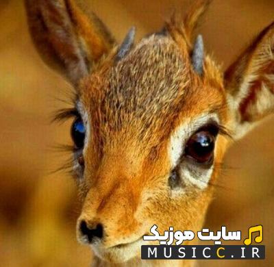 دانلود آهنگ هوی منو کردنش شکارش ریمیکس اینستا