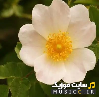 دانلود آهنگ روسی پاتیمات رسولوا به نام (Твои карие глаза)