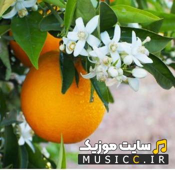 دانلود اهنگ های شاد بندری آغاسی ریمیکس بیسدار به صورت یکجا