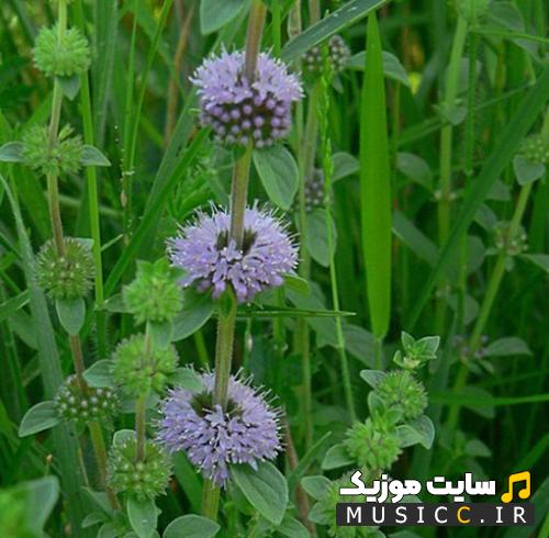 دانلود اهنگ شکیرا عشقم چه خبر مگه عاشقم نبودی ریمیکس اینستاگرام